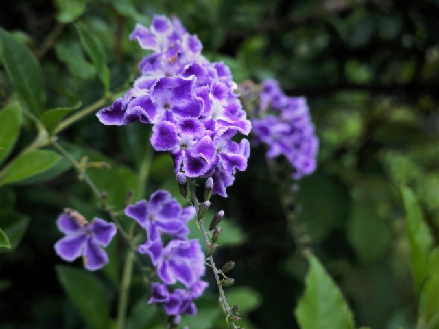 デュランタ宝塚 