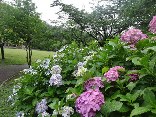 雨の日の楽しみ