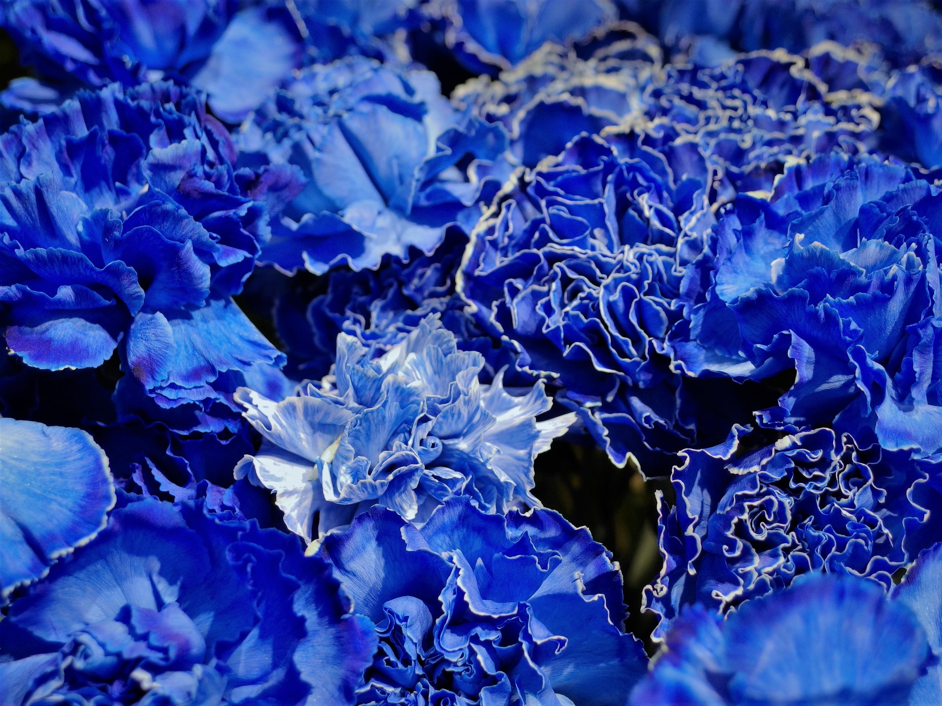 花 植物 カーネーション ブルー染め 壁紙19x1440 壁紙館