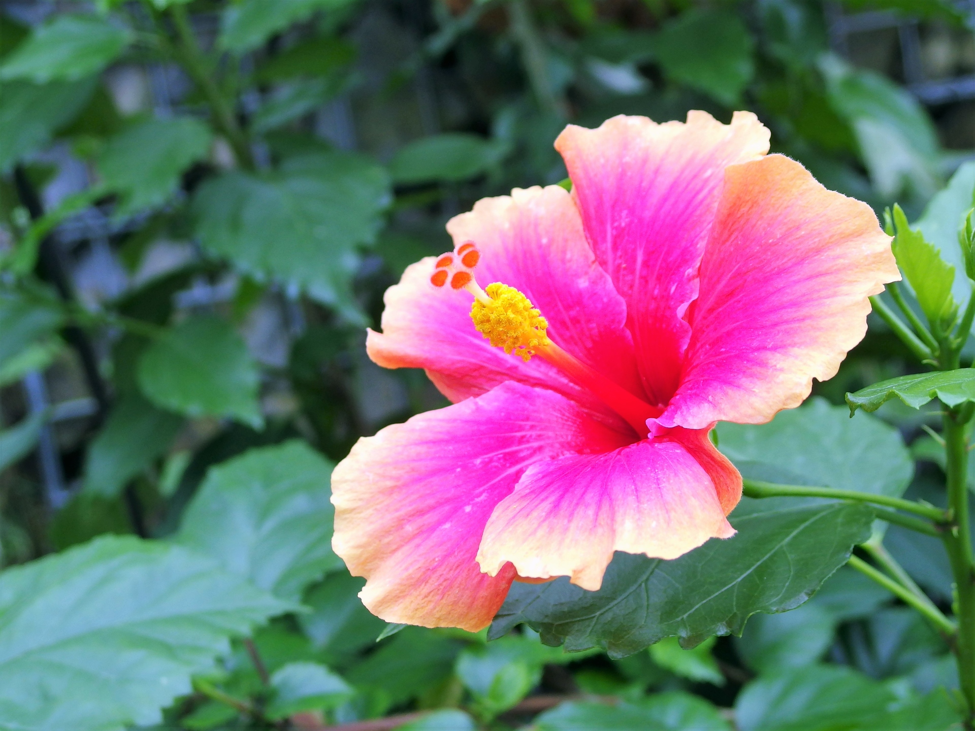 花 植物 ハイビスカス ミス ユミ 壁紙19x1440 壁紙館