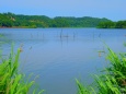 初夏の北潟湖