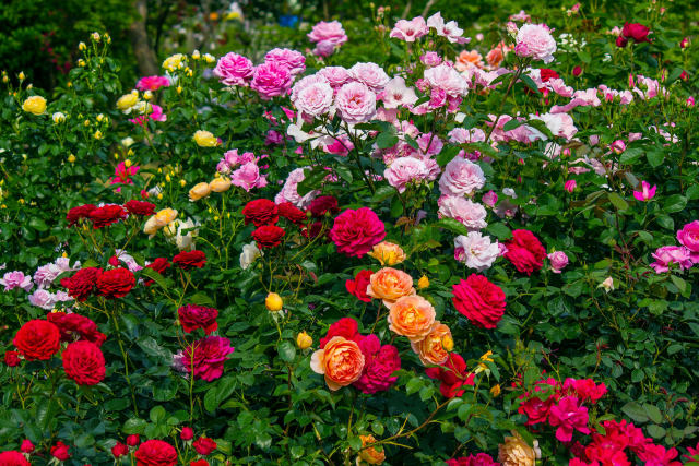 富山県花総合センターの薔薇