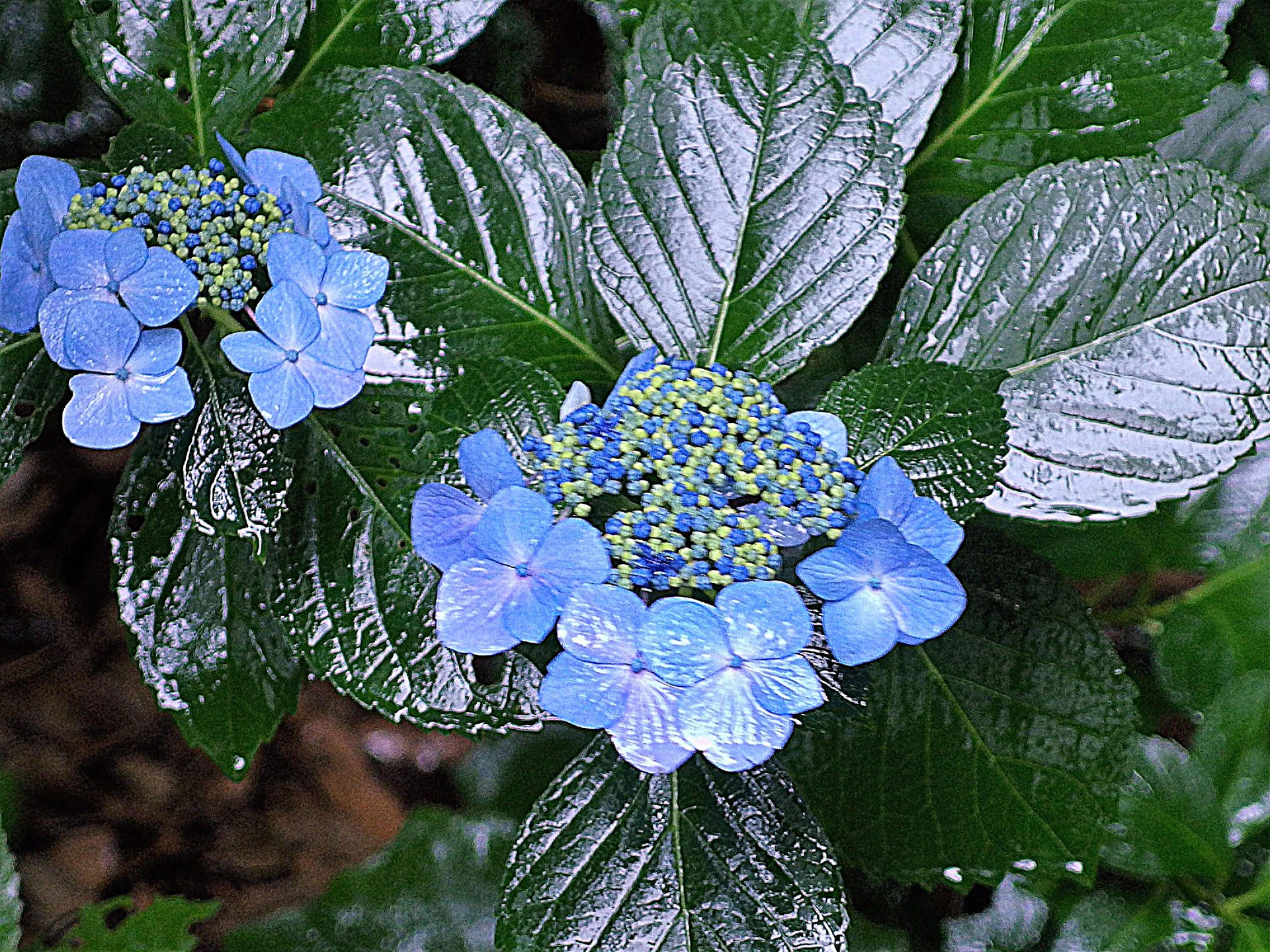 花 植物 雨の日の紫陽花 壁紙19x1440 壁紙館 花 植物 雨の日の紫陽花 壁紙19x1440 壁紙館