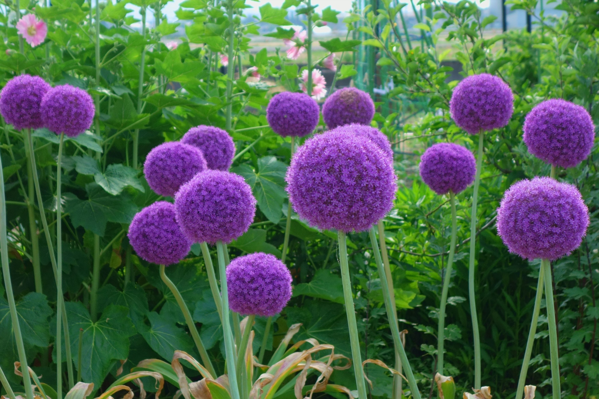 花 植物 アリウム ギガンチウム 壁紙19x1280 壁紙館