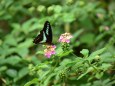ランタナとアゲハチョウ