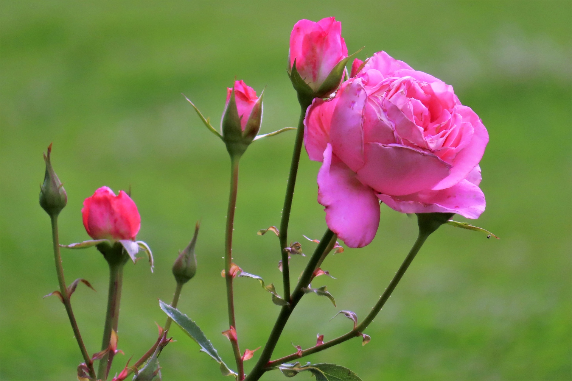 花 植物 バラ 芳純 壁紙19x1280 壁紙館