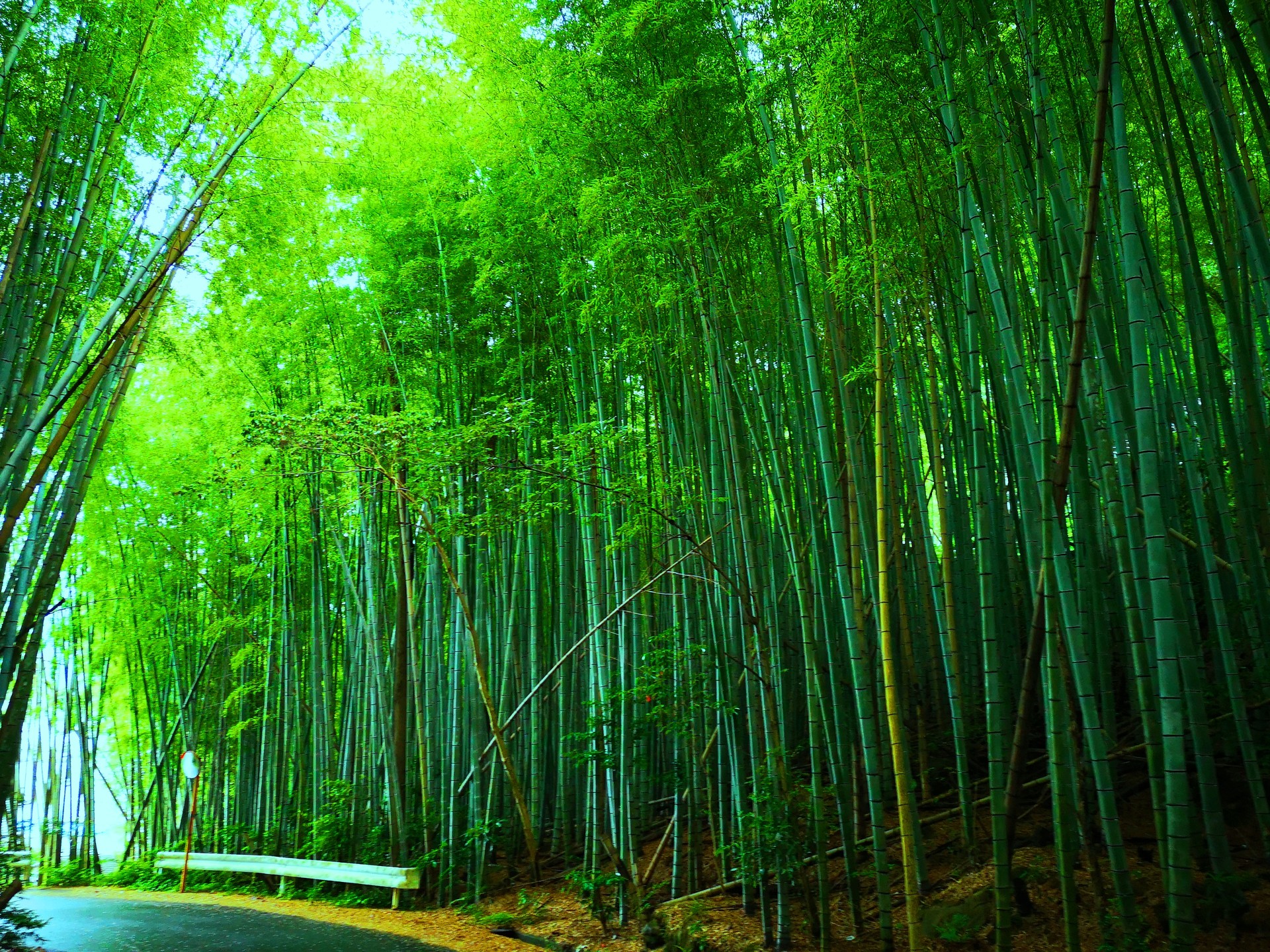 日本の風景 初夏の竹林 壁紙19x1440 壁紙館