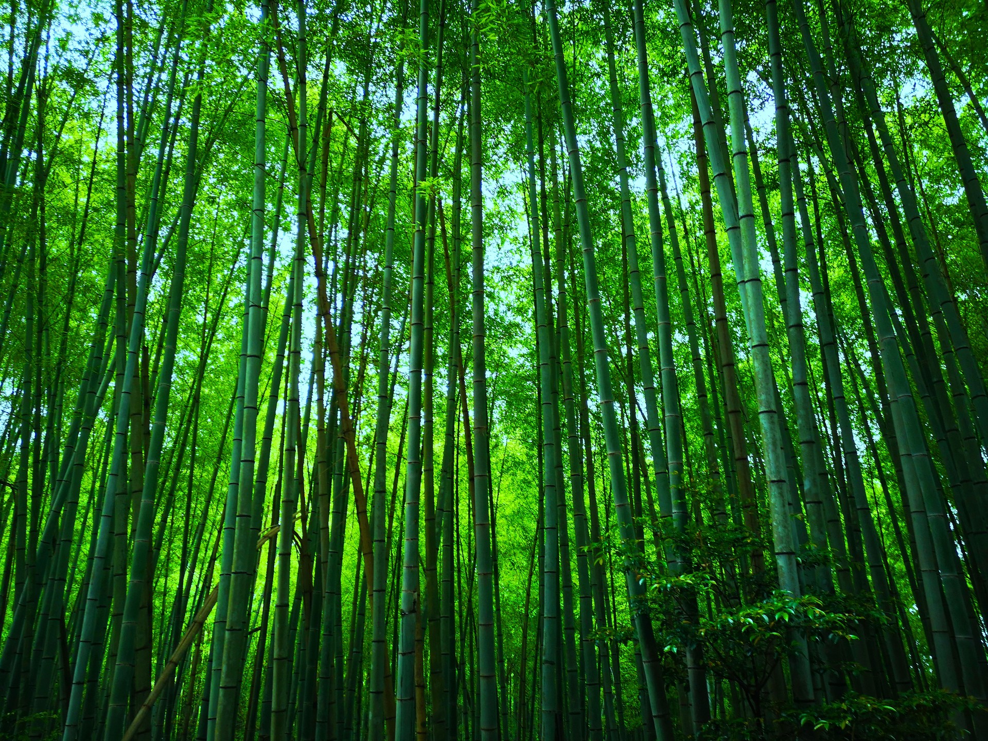 日本の風景 初夏の竹林 壁紙19x1440 壁紙館