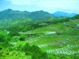 新緑の丸山千枚田