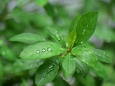 雨上がり