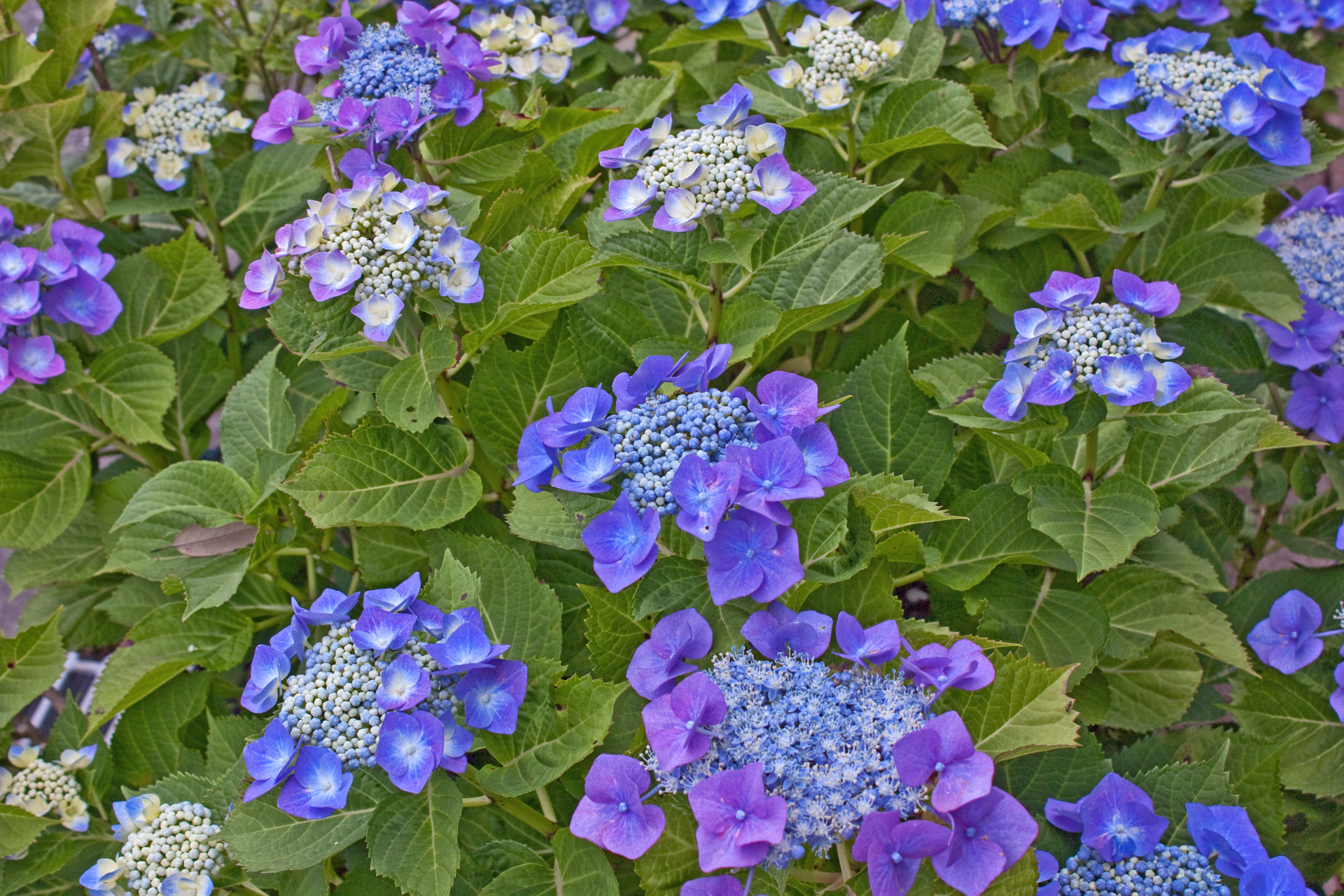 花 植物 あじさい 壁紙1920x1280 壁紙館