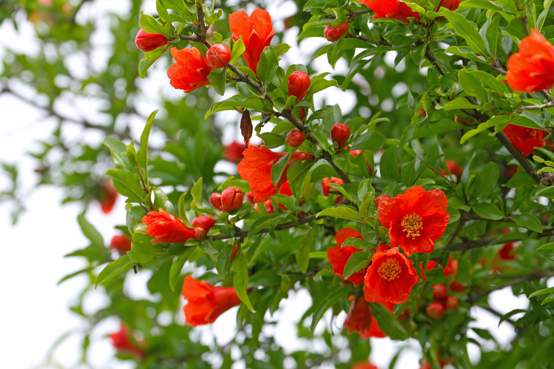 花 植物 ザクロの花 壁紙19x1280 壁紙館