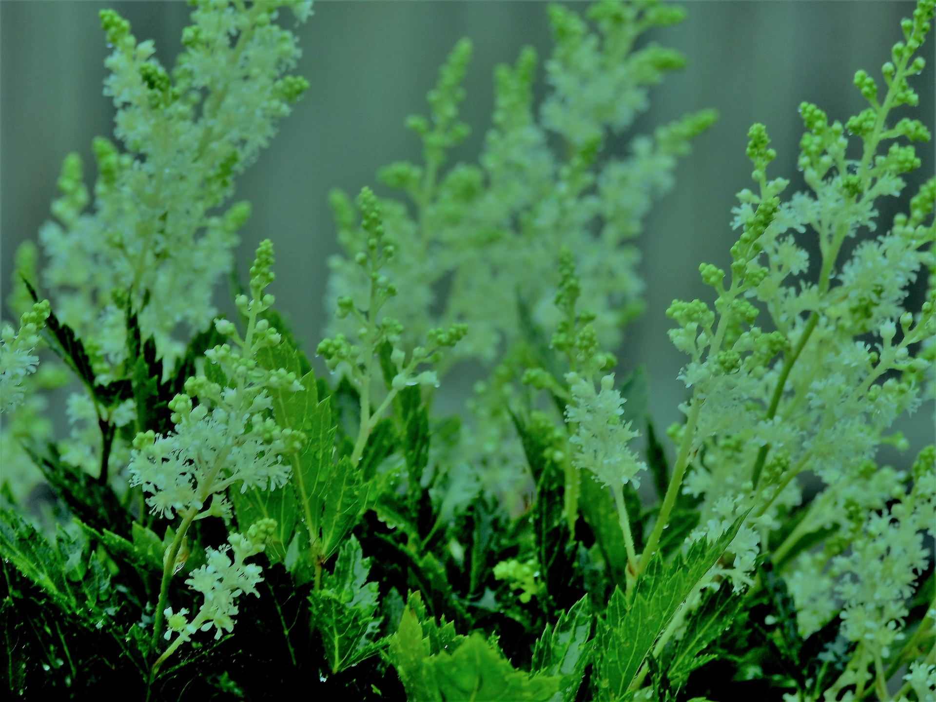 花 植物 ナチアワモリショウマ 壁紙19x1440 壁紙館