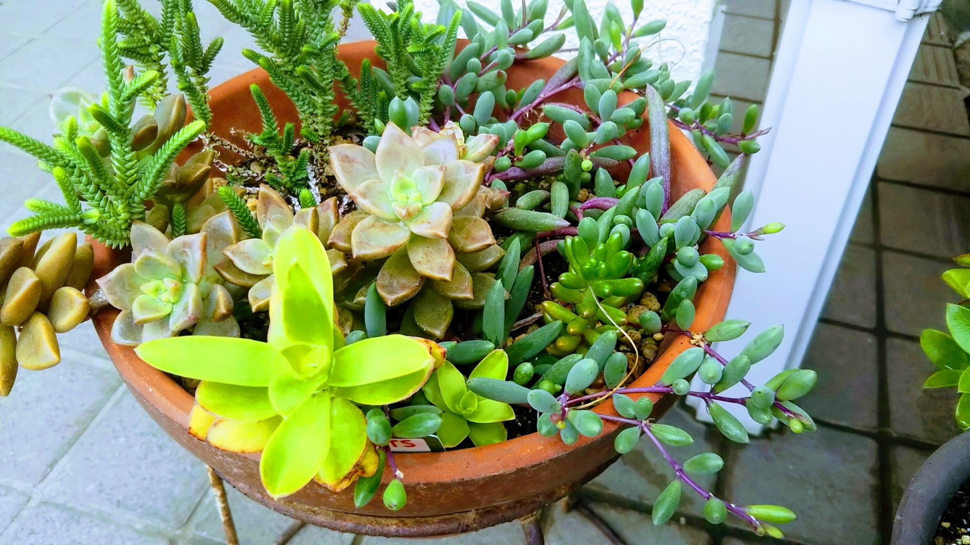 花 植物 多肉サボテンの寄せ植え 壁紙19x1080 壁紙館