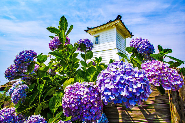 紫陽花と旧福浦灯台