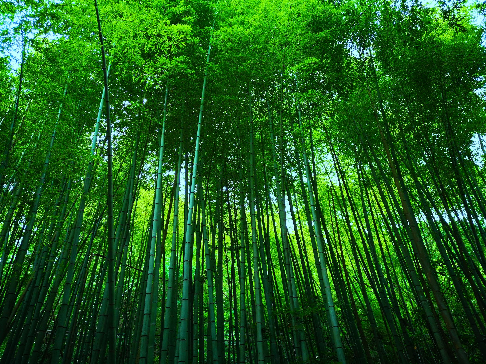 日本の風景 初夏の竹林 壁紙19x1440 壁紙館