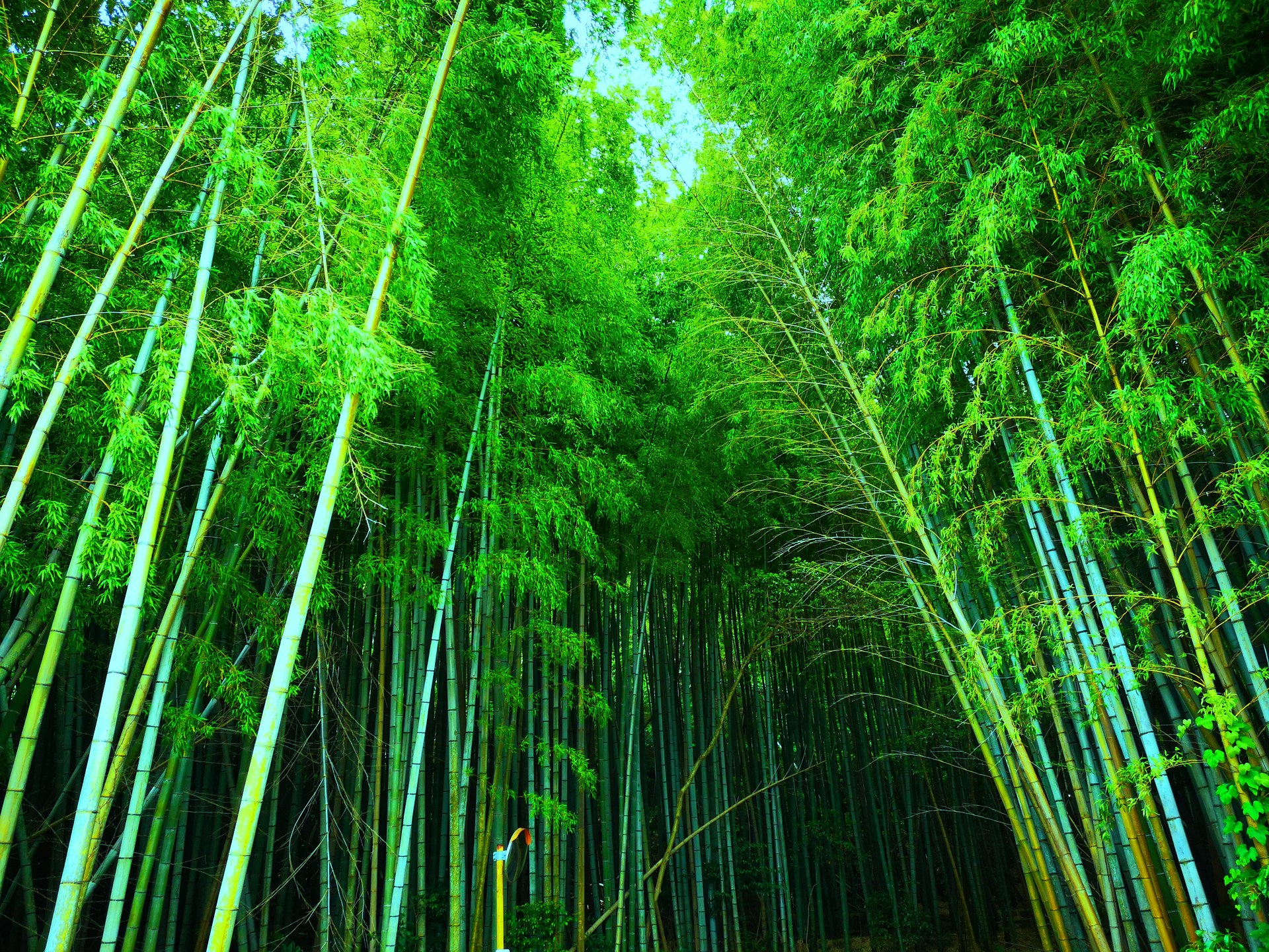 日本の風景 初夏の竹林 壁紙19x1440 壁紙館