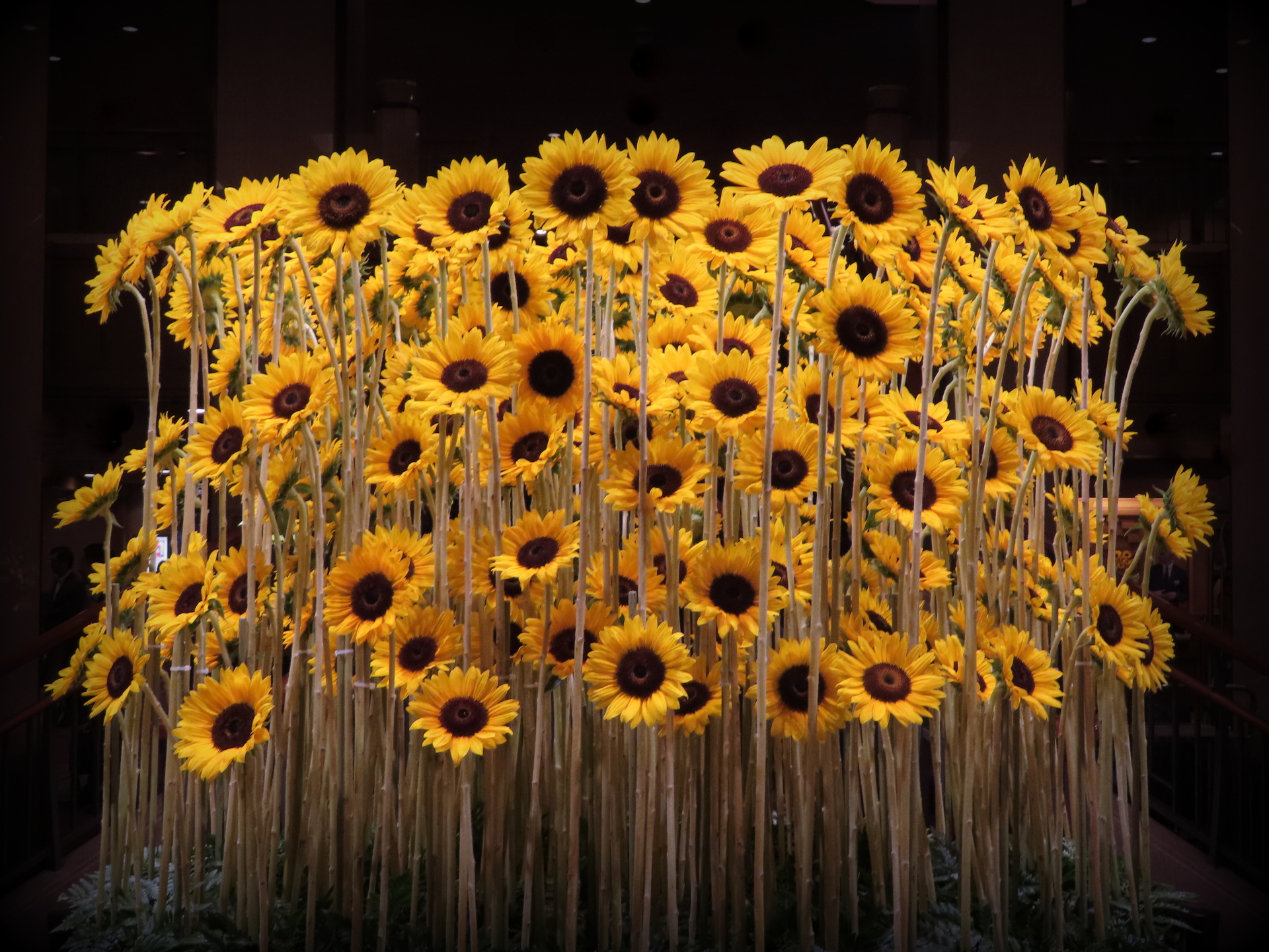 花 植物 帝国ホテルの向日葵 壁紙19x1441 壁紙館 花 植物 帝国ホテルの向日葵 壁紙19x1441 壁紙館