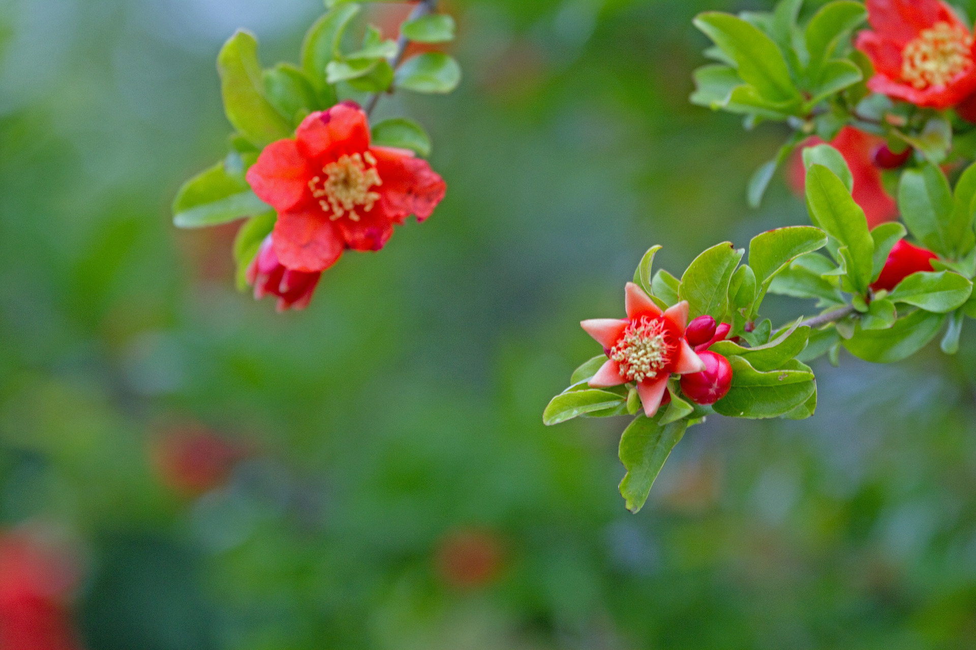 花 植物 ザクロの花 壁紙19x1280 壁紙館