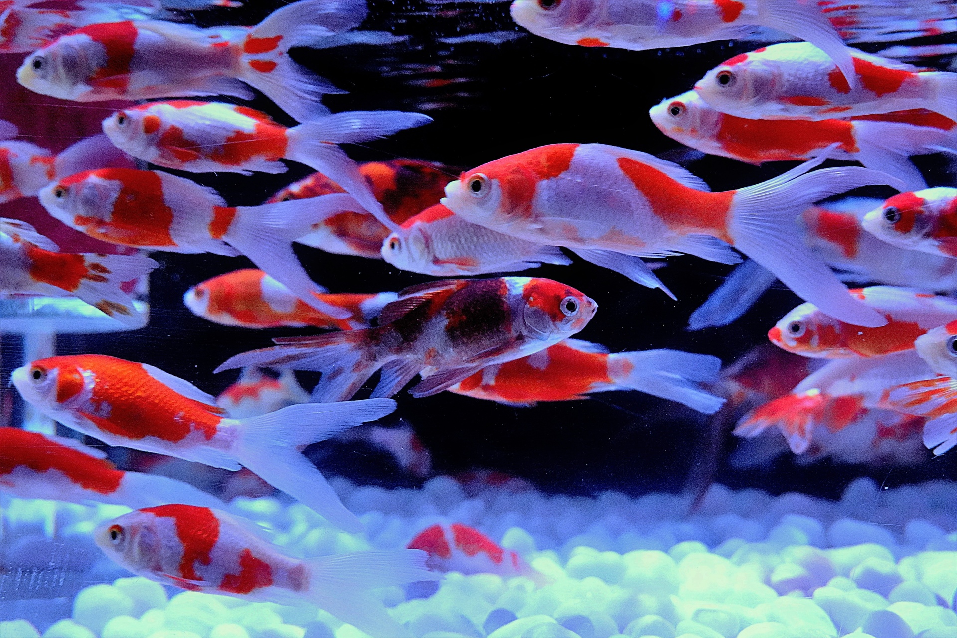魚 水生生物 涼し気に泳ぐ金魚 壁紙19x1280 壁紙館