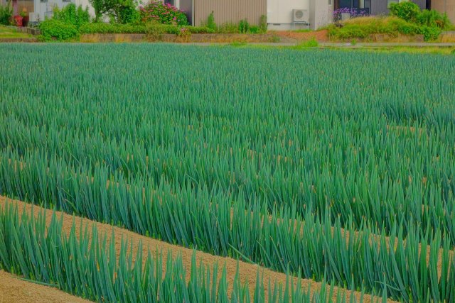 高屋の葱畑