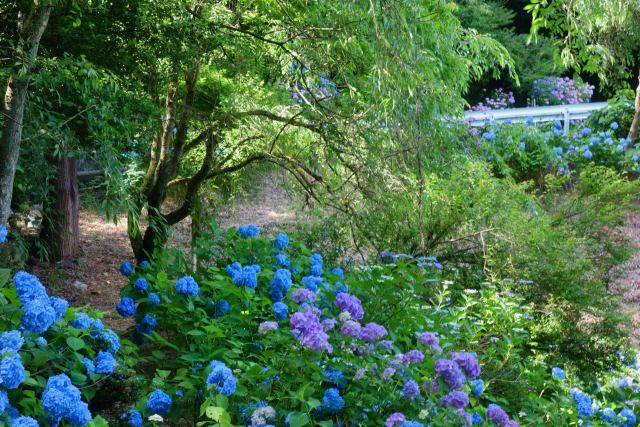 足羽山の紫陽花