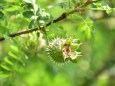 山椒薔薇の実