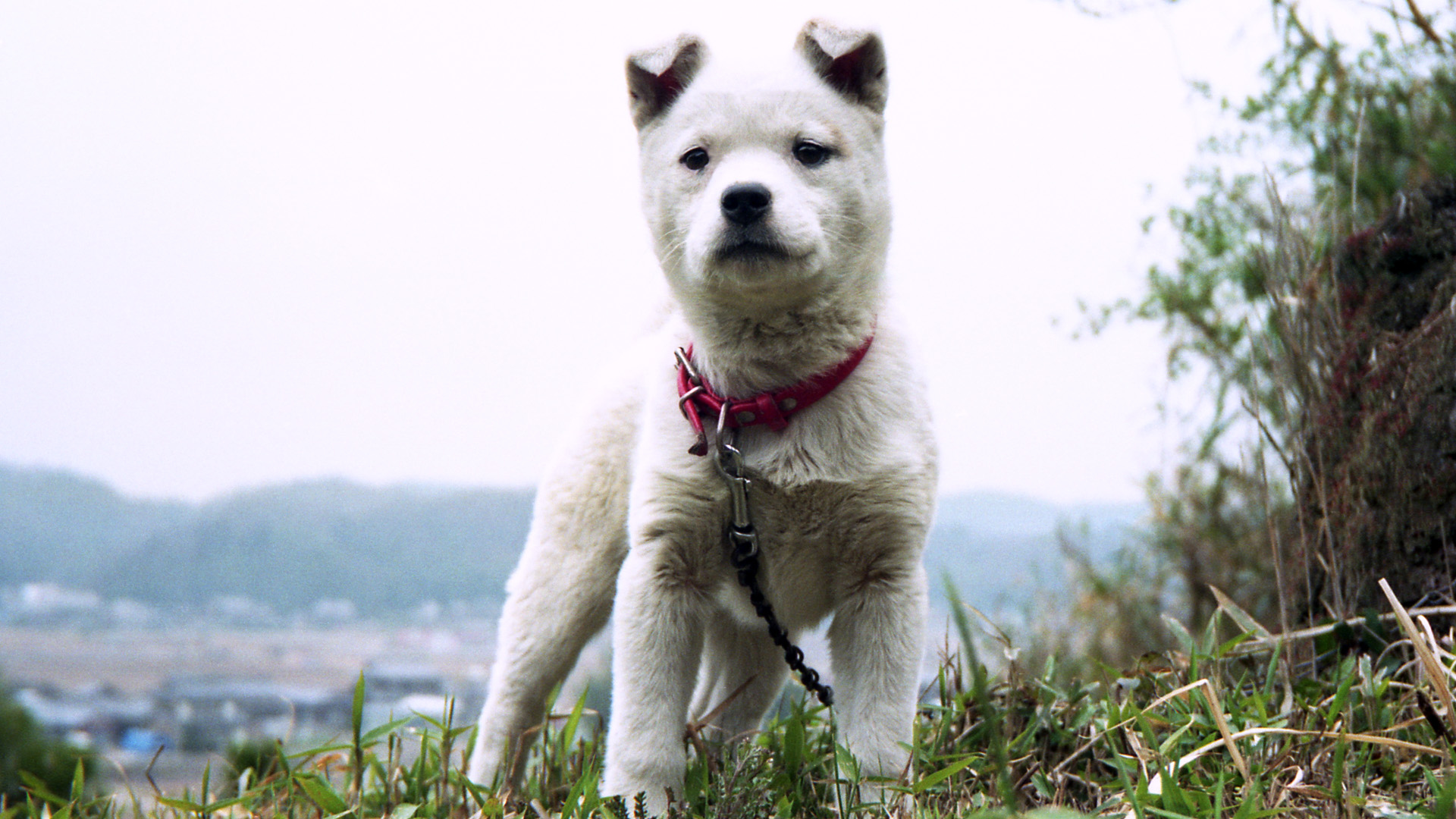 動物 犬 大きくなったね 壁紙19x1080 壁紙館