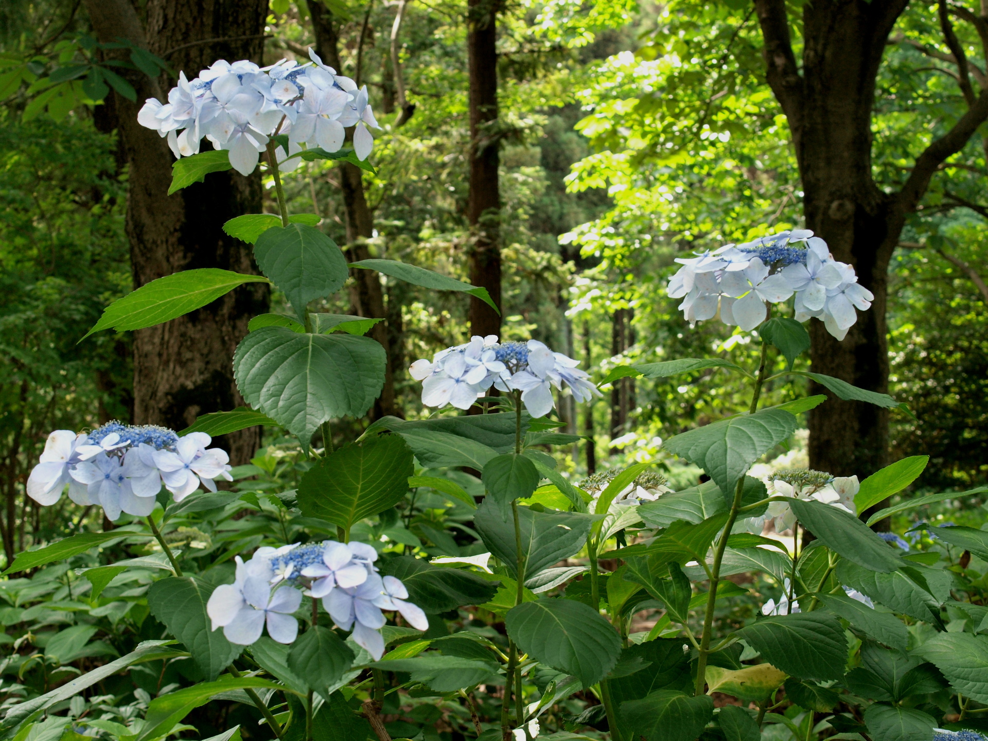 花 植物 梅雨の晴れ間 壁紙19x1440 壁紙館