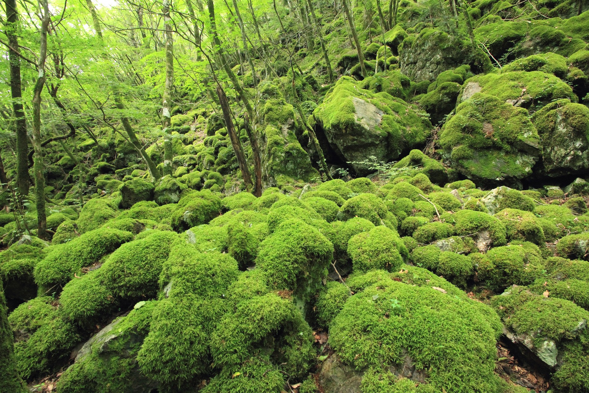 日本の風景 苔の山犬獄 壁紙19x1280 壁紙館