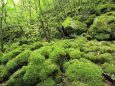 苔の山犬獄