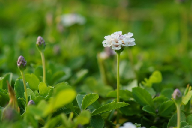 ヒメイワダレソウ