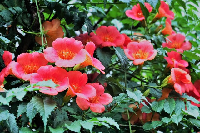 ノウゼンカズラ