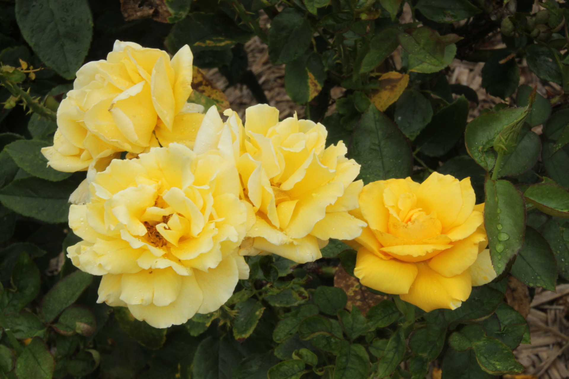 花 植物 黄色いバラ 壁紙19x1280 壁紙館