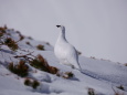 立山の白雷鳥