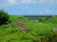 新清永橋と紫陽花