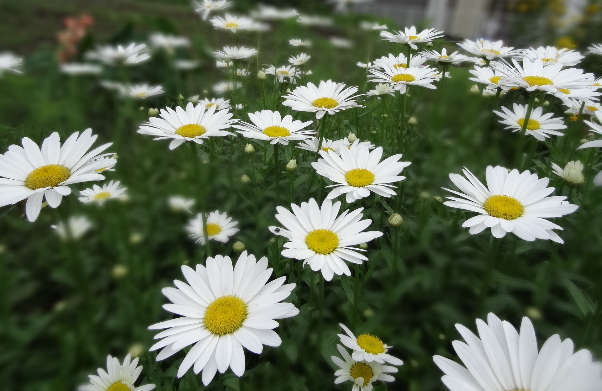 花 植物 シャスターデージー 壁紙19x1247 壁紙館