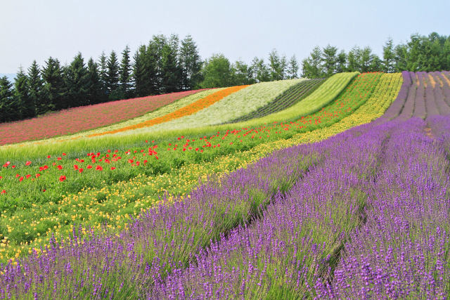 彩りの丘 2019 Part 2