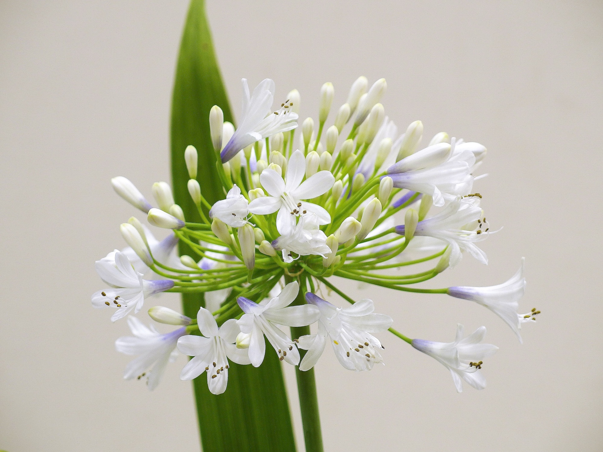 花 植物 アガパンサス白 壁紙19x1440 壁紙館