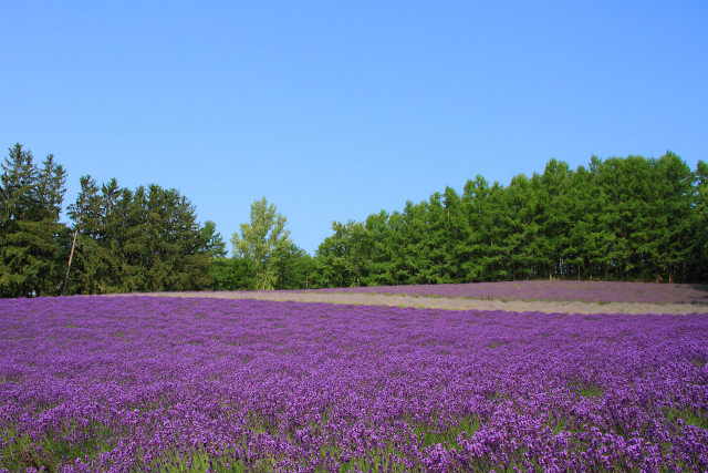 ラベンダーの丘
