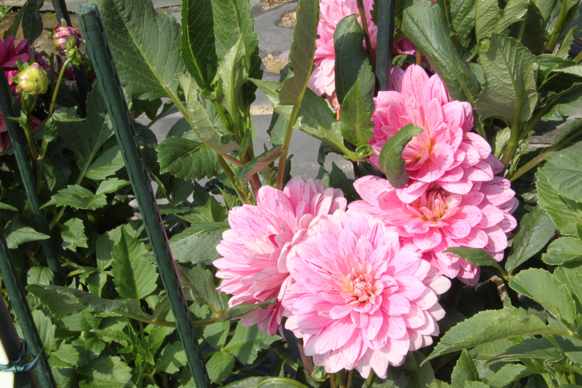 花 植物 ピンクのダリや 壁紙19x1280 壁紙館