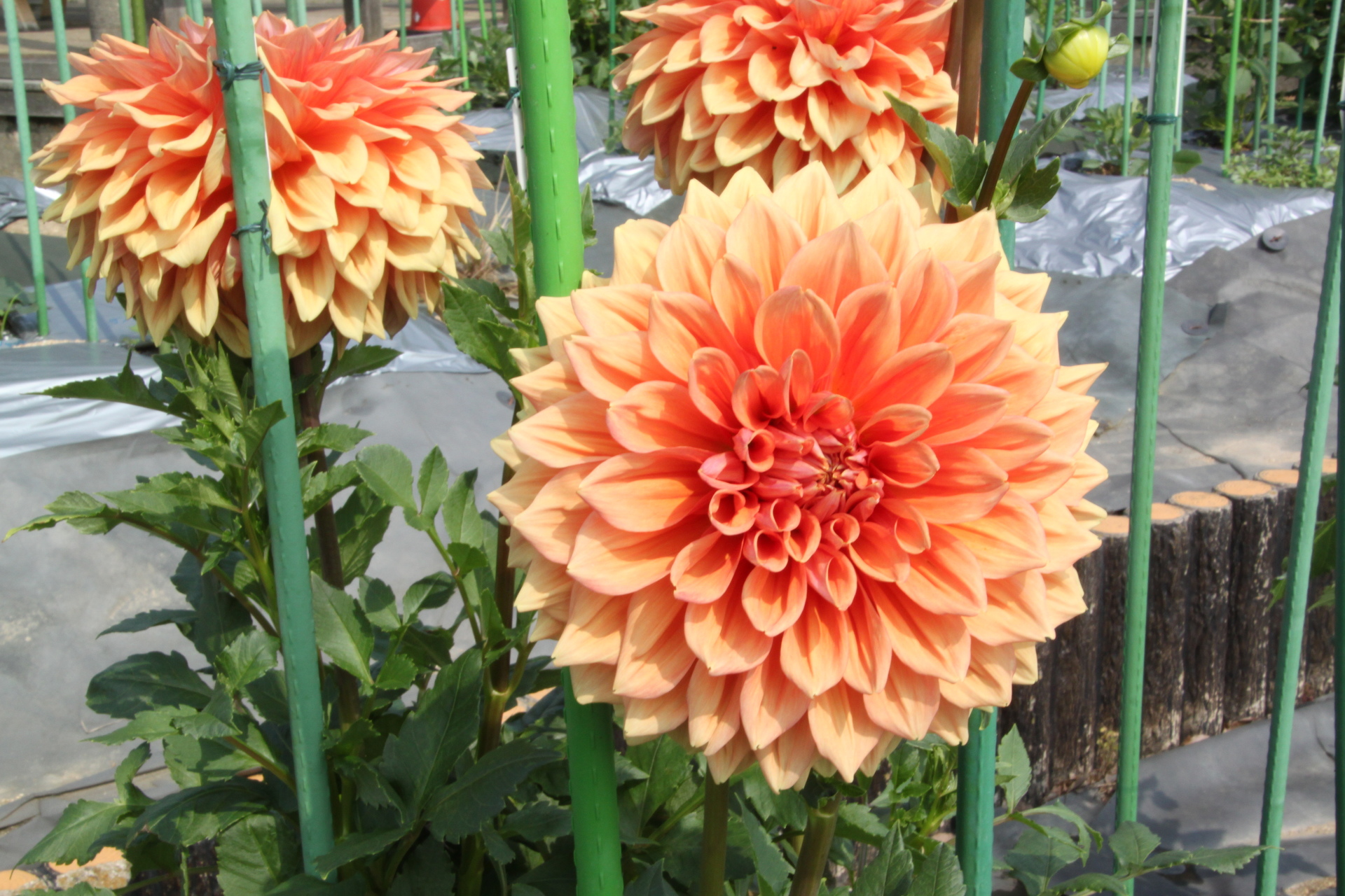 花 植物 ダリやの花 壁紙19x1280 壁紙館