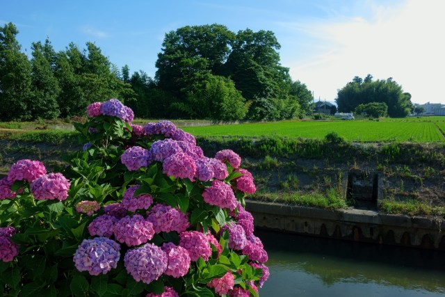 田島川沿いに咲く紫陽花
