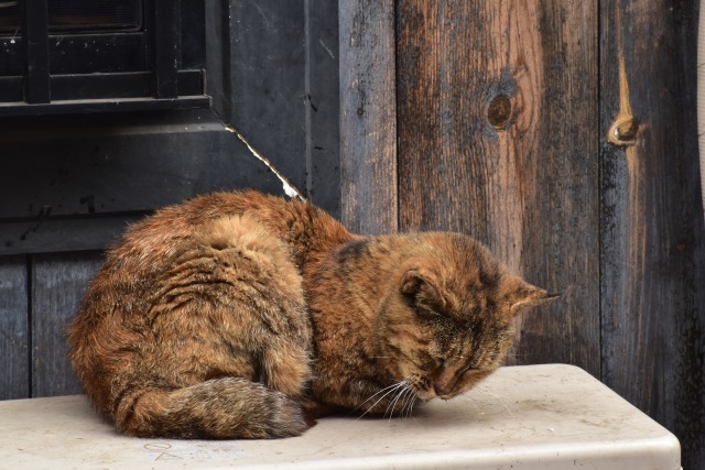 こっくり、こっくりしてます。