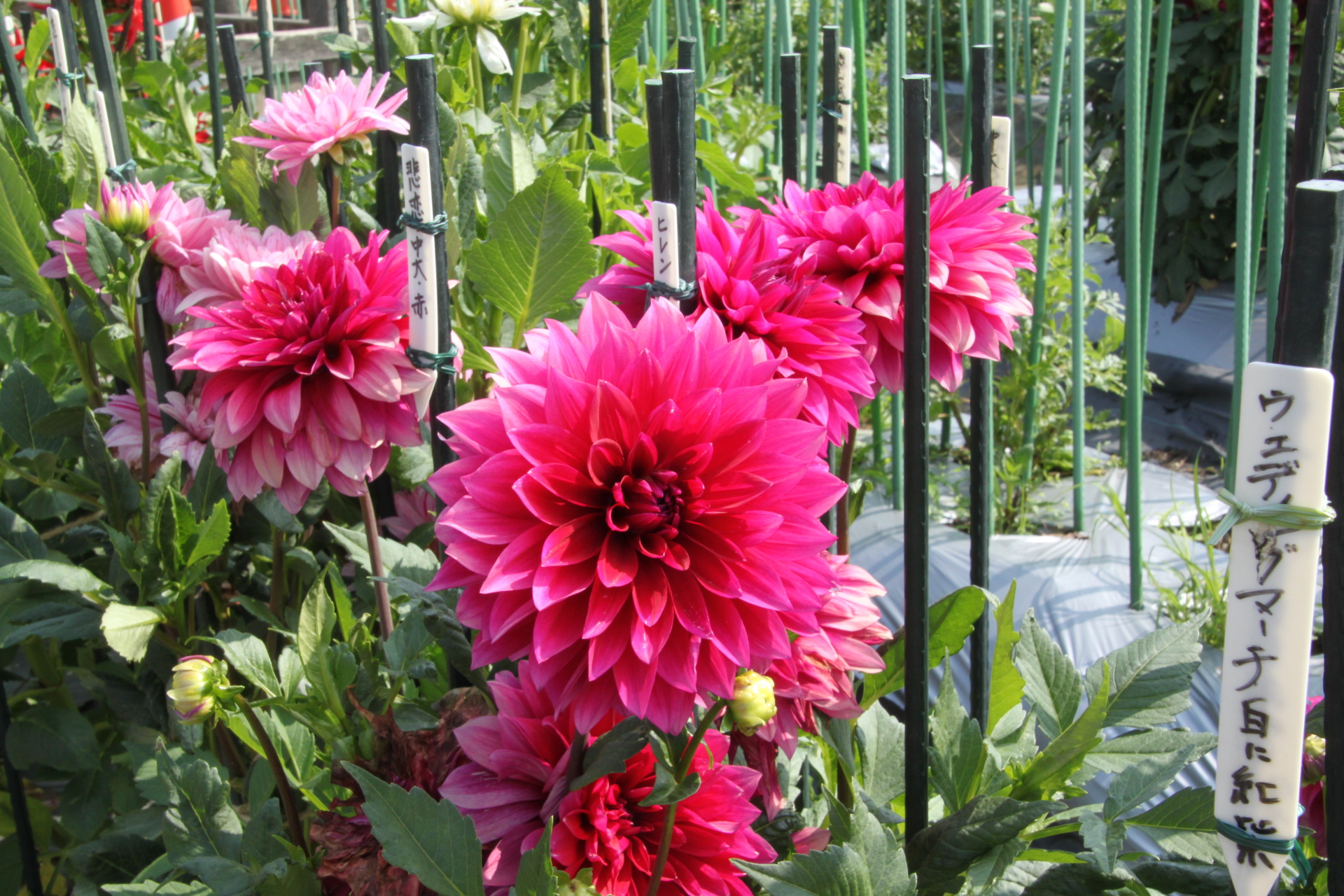 花 植物 赤いダリや 壁紙19x1280 壁紙館