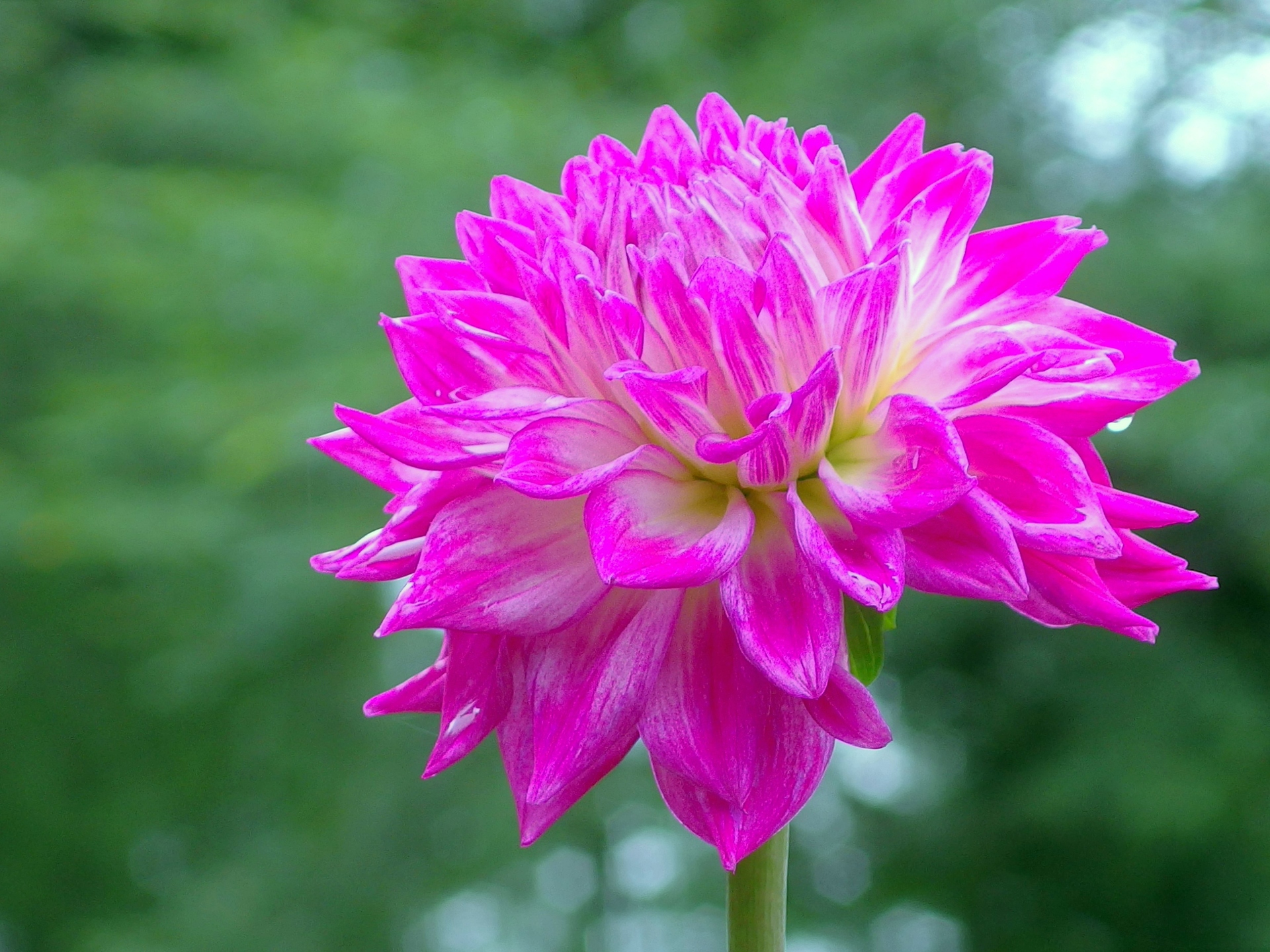 花 植物 ダリア ピンクパンサー 壁紙1920x1440 壁紙館