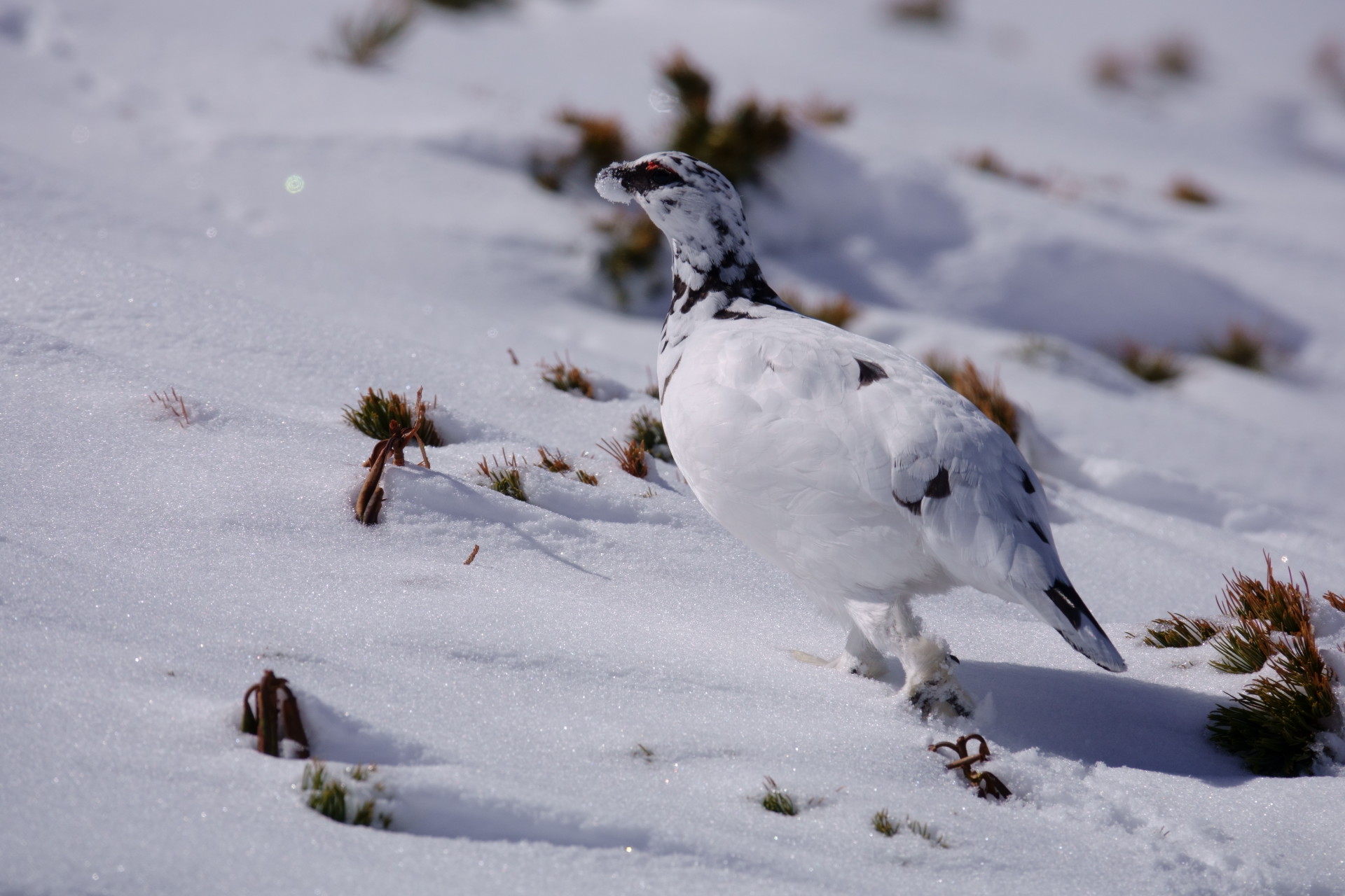 動物 鳥 ペンギン 立山の白雷鳥3 壁紙19x1280 壁紙館