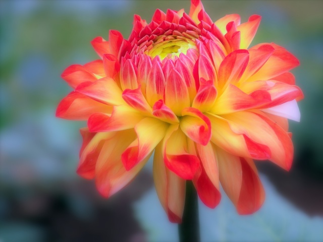 ミックス・キャンディー