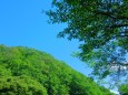八幡山の深みゆく木々