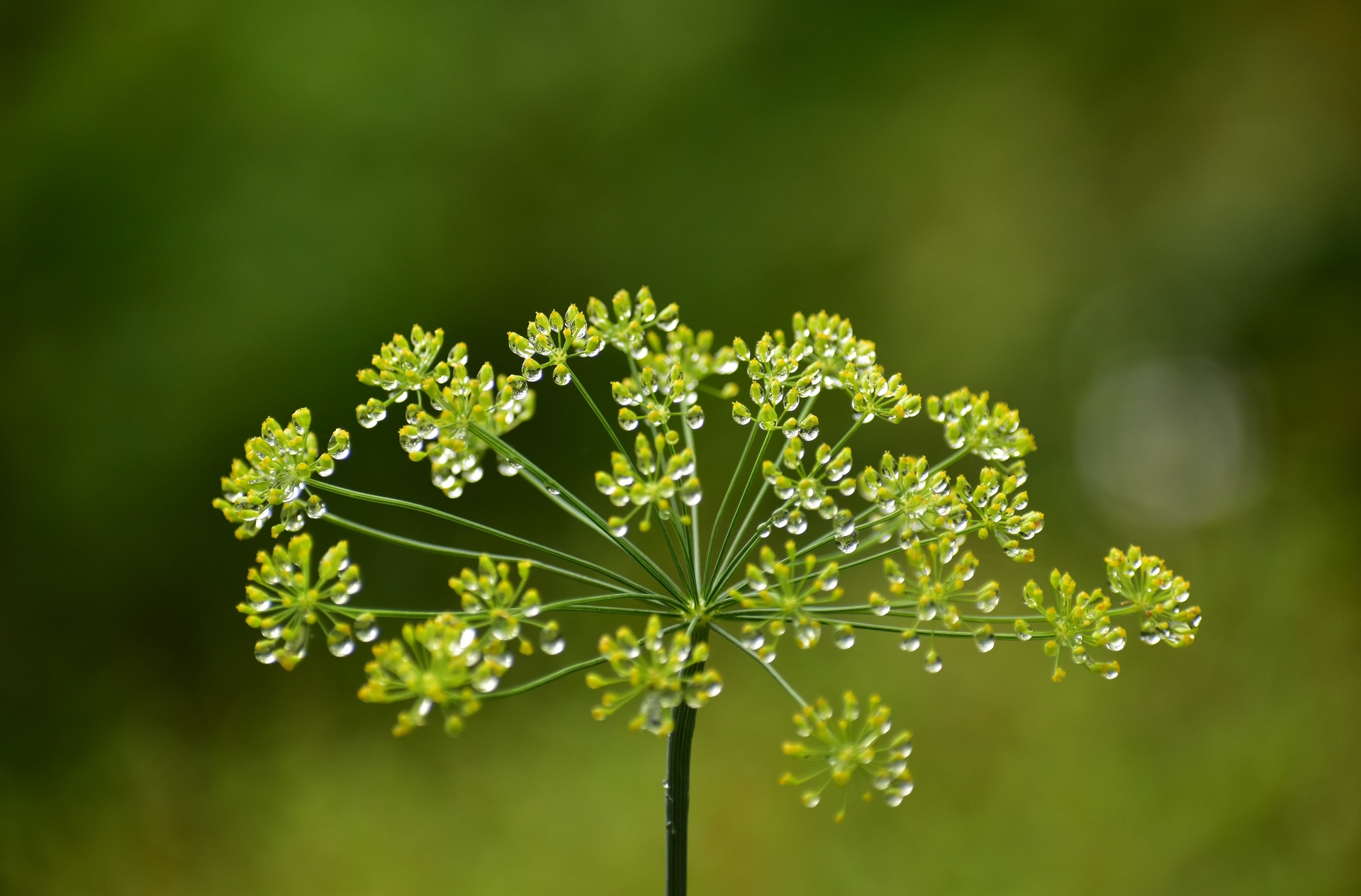 花 植物 雨上がりのディル 壁紙19x1264 壁紙館